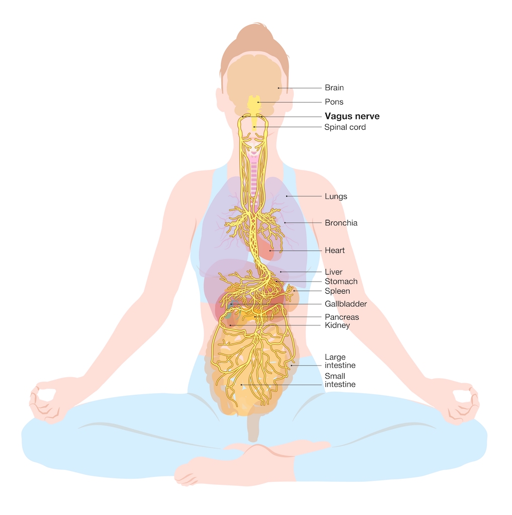 Illustration showing vagus nerve, meditaion, woman, parasympathetic,